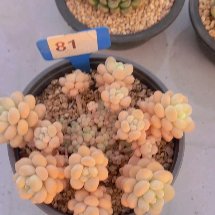 健健康康平平安安