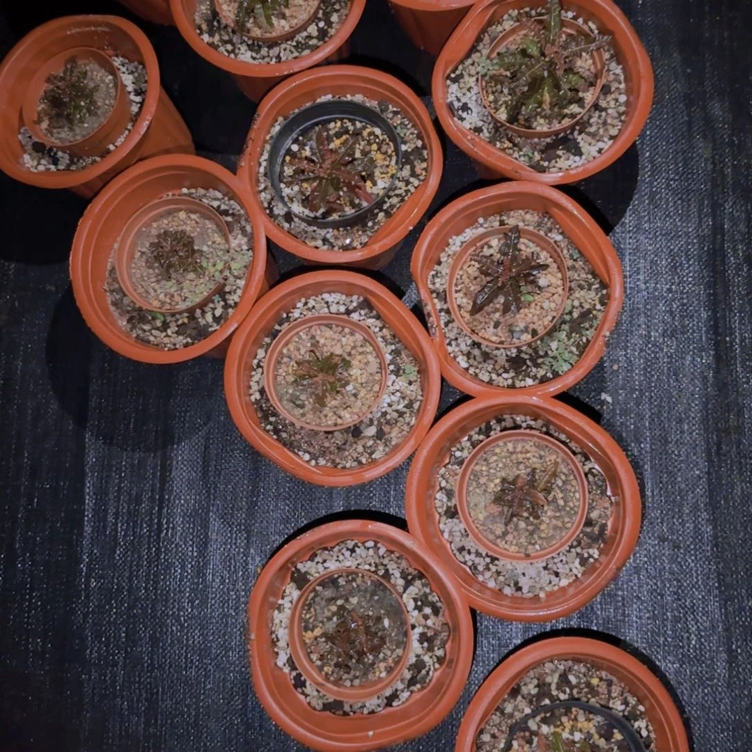 块根植物块根植物