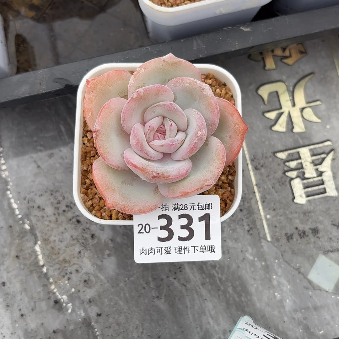 泡芙奶茶无盆发货