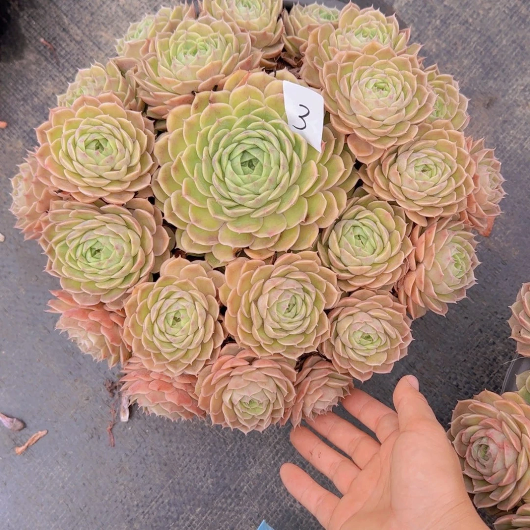 3阿斯诺多肉植物保护