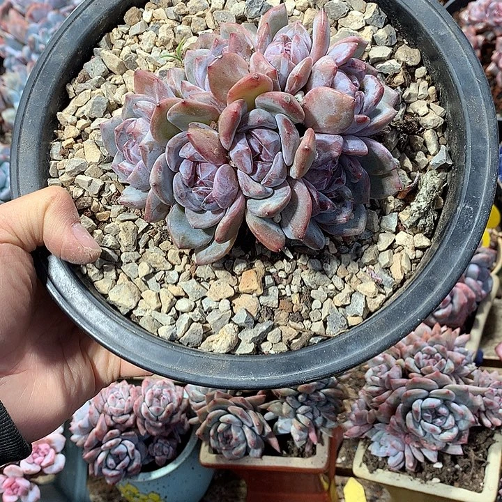 星影多肉植物哈哈哈17