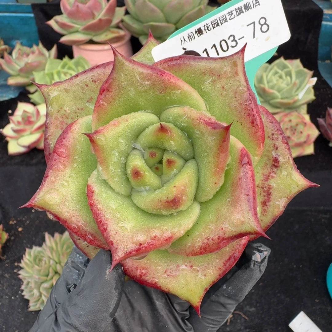 从前慢多肉精选编号1103.78