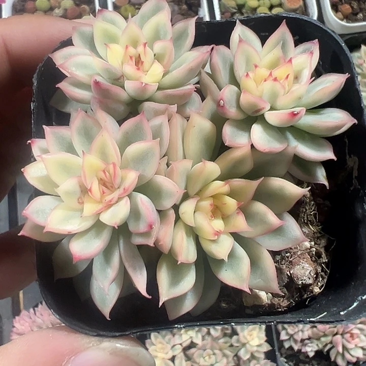 女雏锦精品多肉植物大战