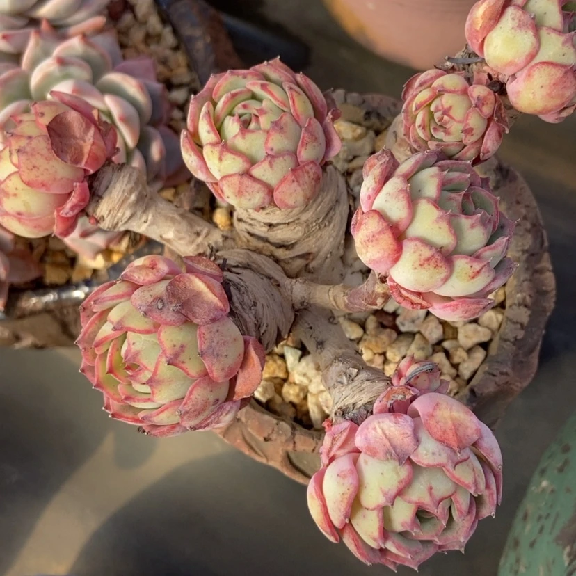 【闪购商品】杂交老桩