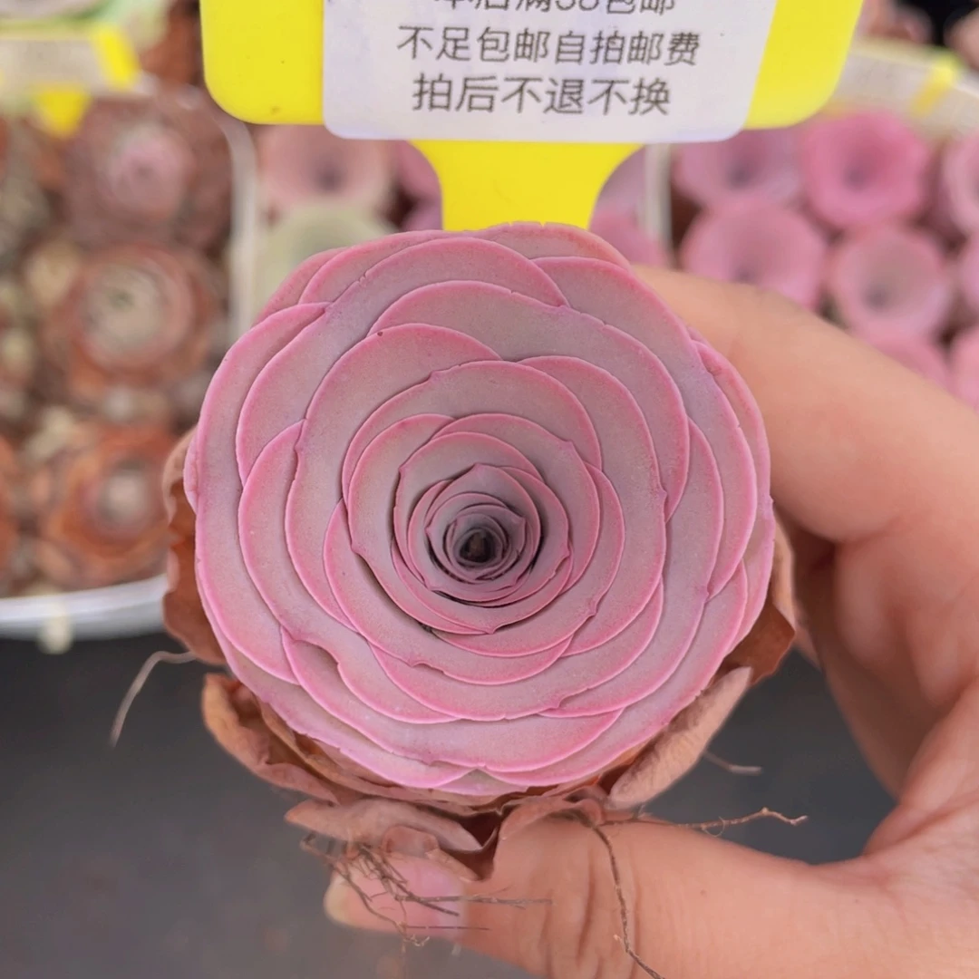 山地玫瑰571满38包邮裸根发货