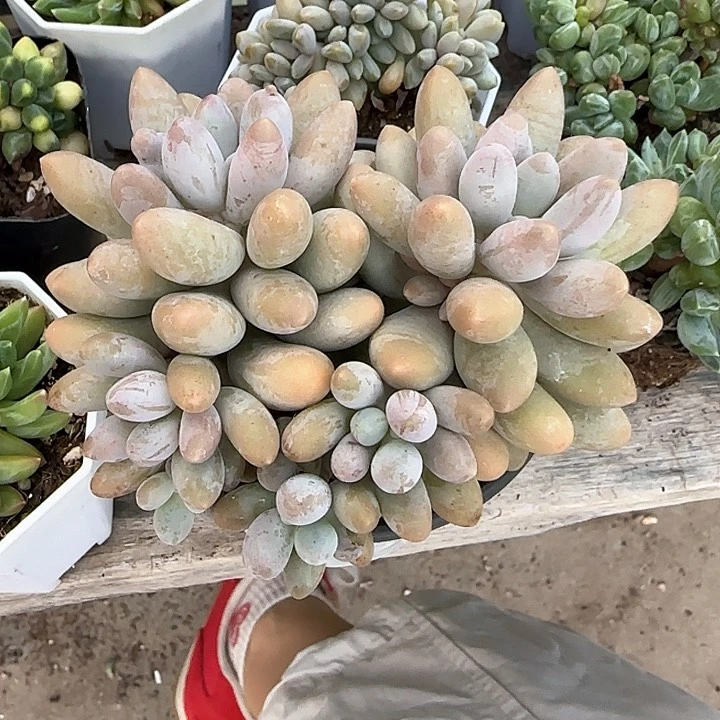 青蛙王子儿童牙膏111