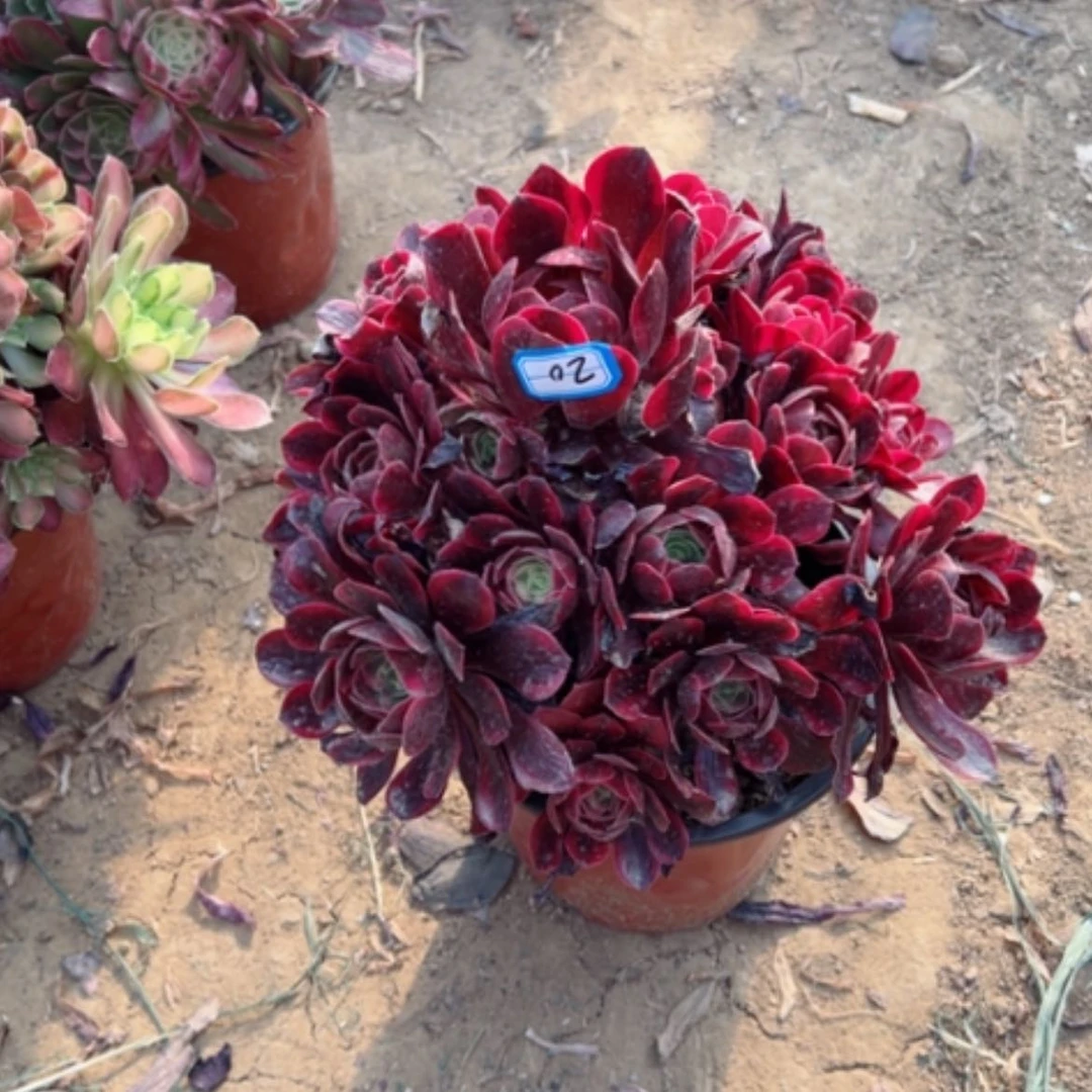 【闪购商品】太**岛多肉植物凤冠20