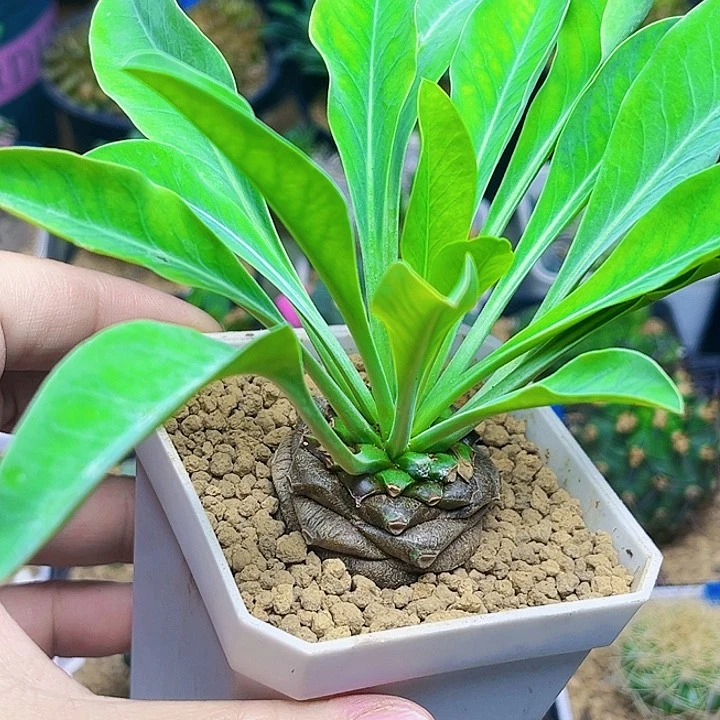 ?****铁甲丸实生球一颗一颗