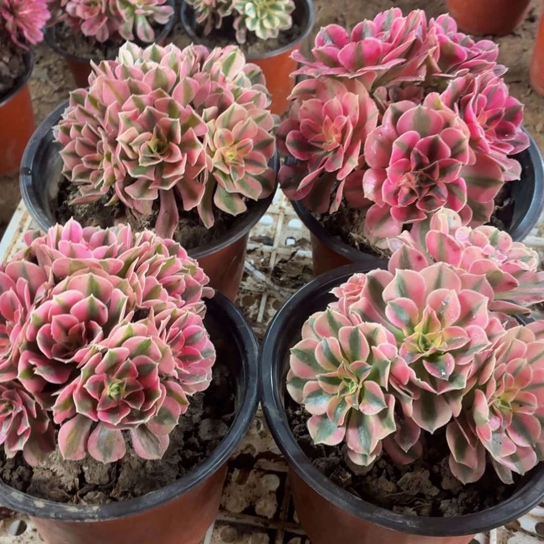 4颗粉女巫福利脱土小棵