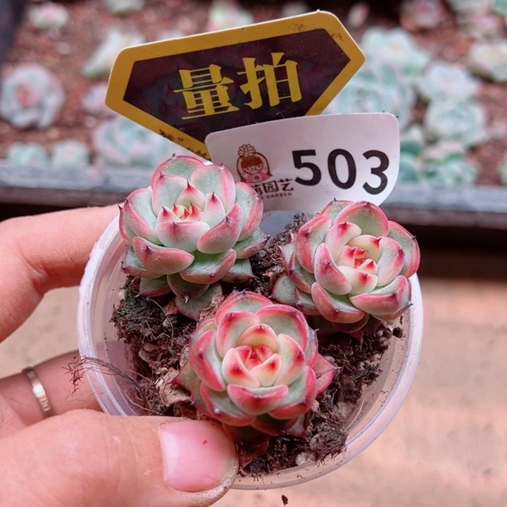 多肉植物多肉植物