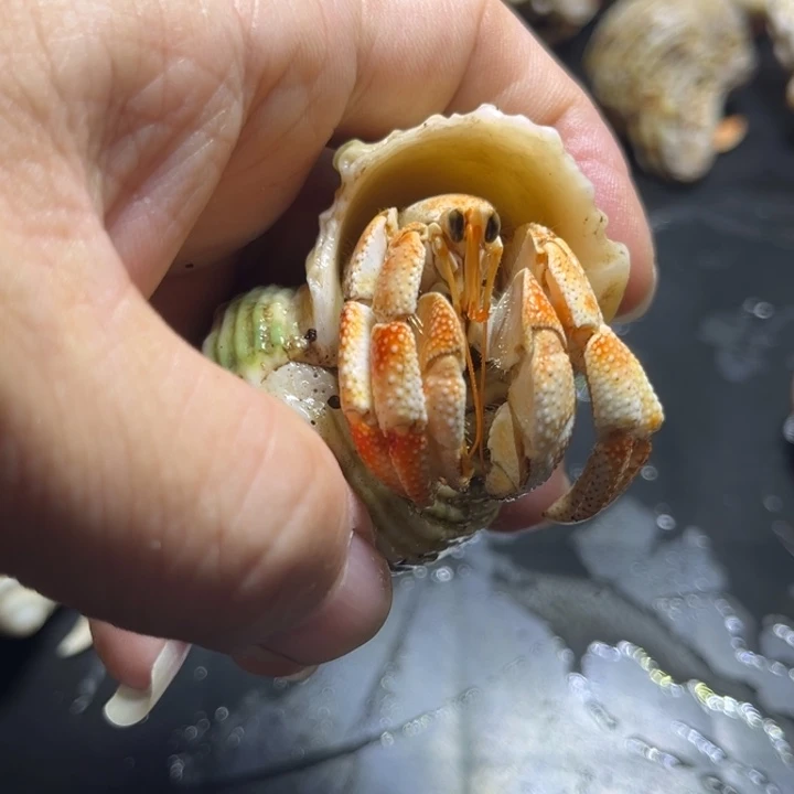 闪11号毛球2.2口径