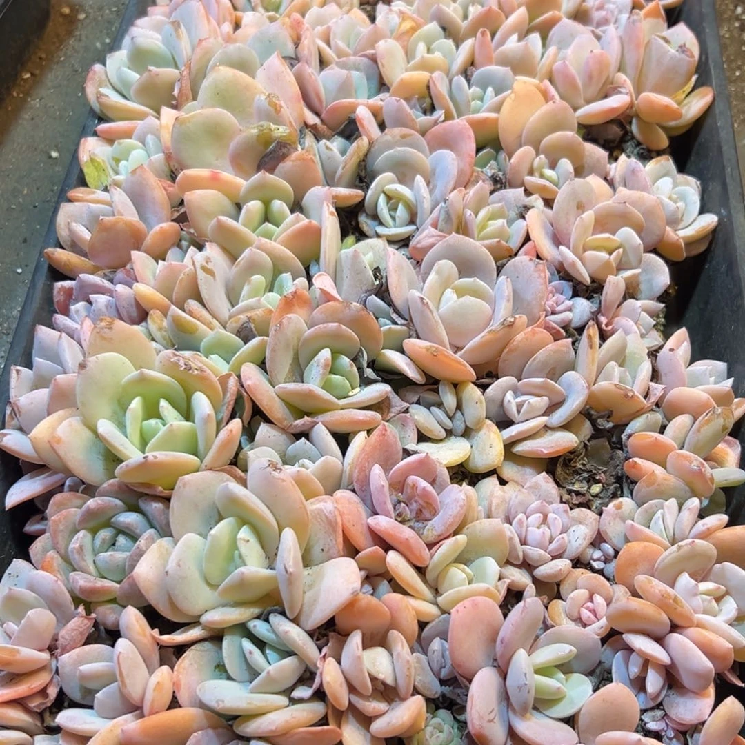 280发风风光光vvvv