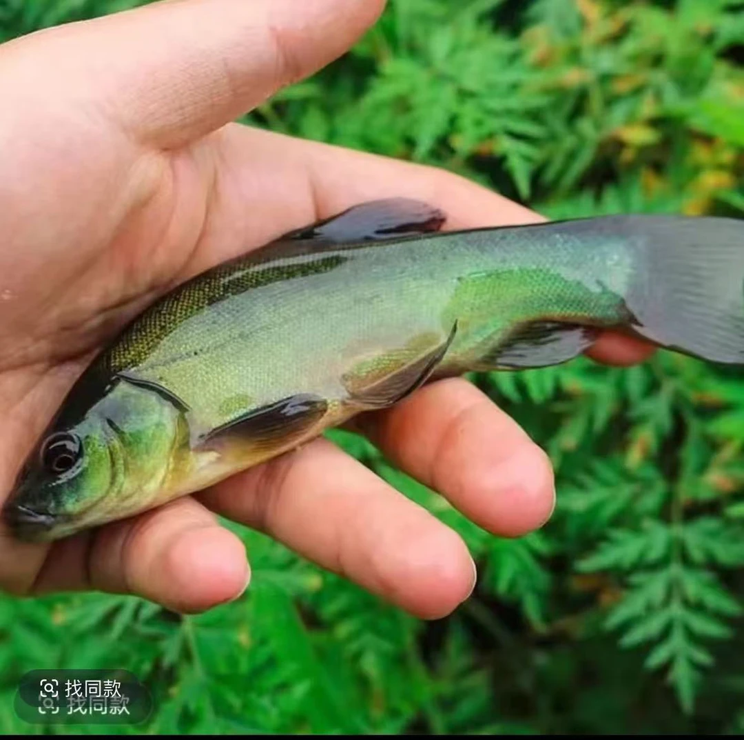 活体鱼四川丁桂鱼丁岁鱼观赏水族淡水饲养可食用可观赏