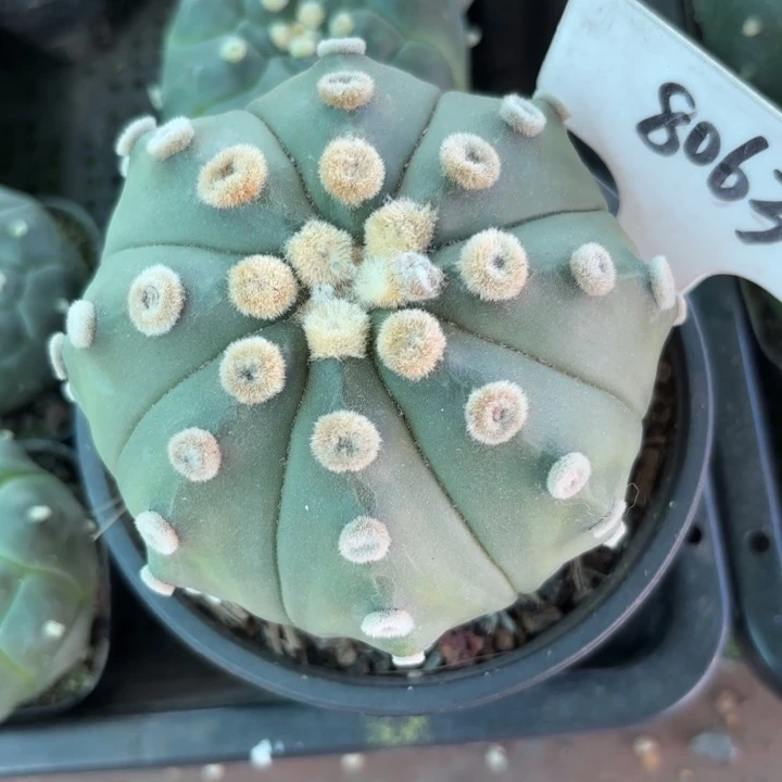 无***主8063实生好养皮实好活