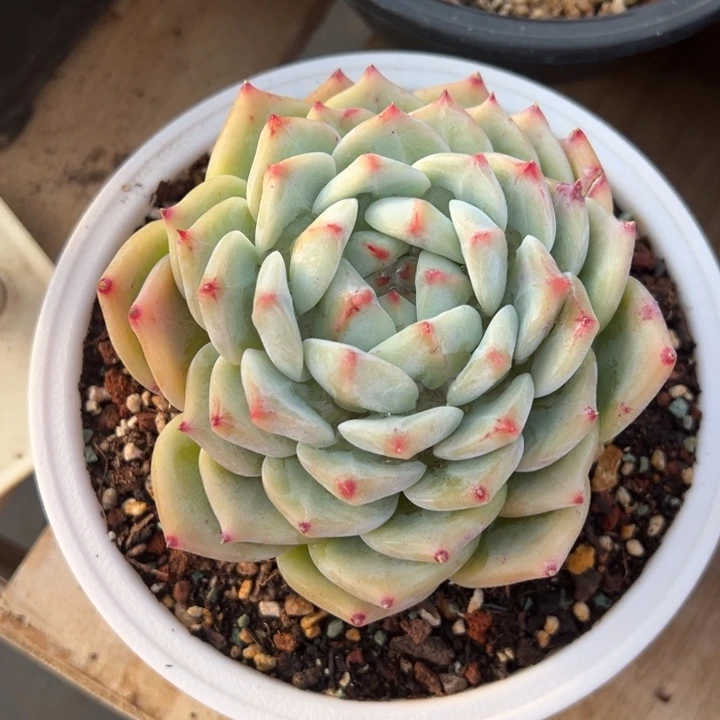 白拉糖 阿松多肉园