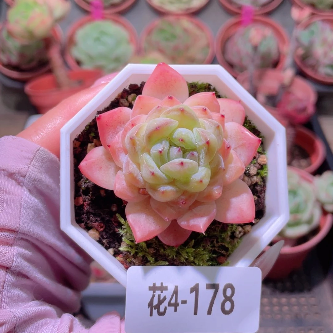花利美4-178冰钻