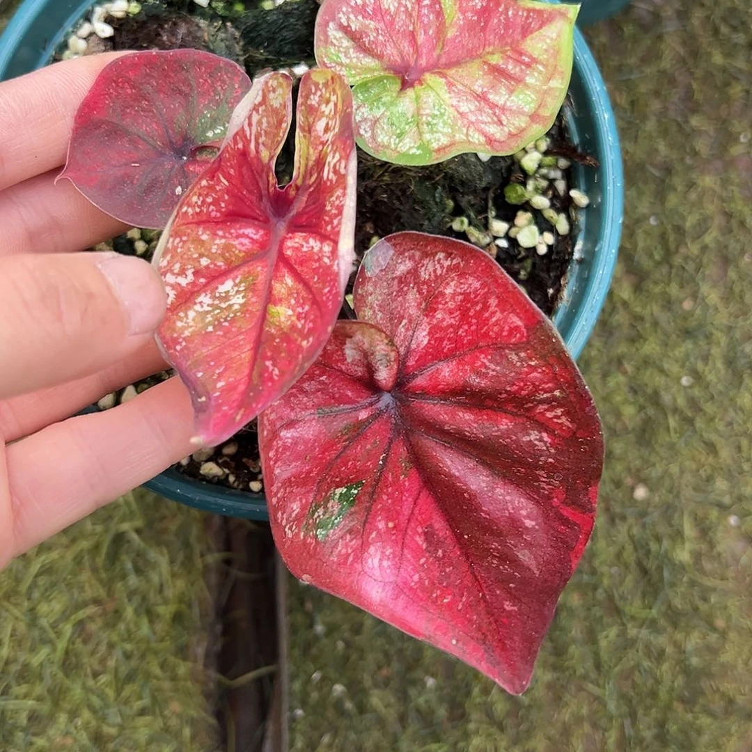 无花朵莫奈花园泰彩养定24