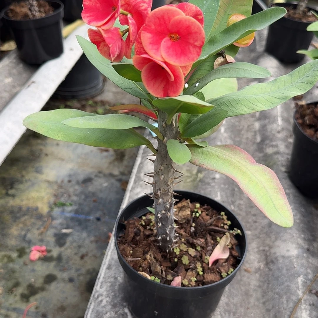 陌***陌完全开放黄金甲直播间一物一拍