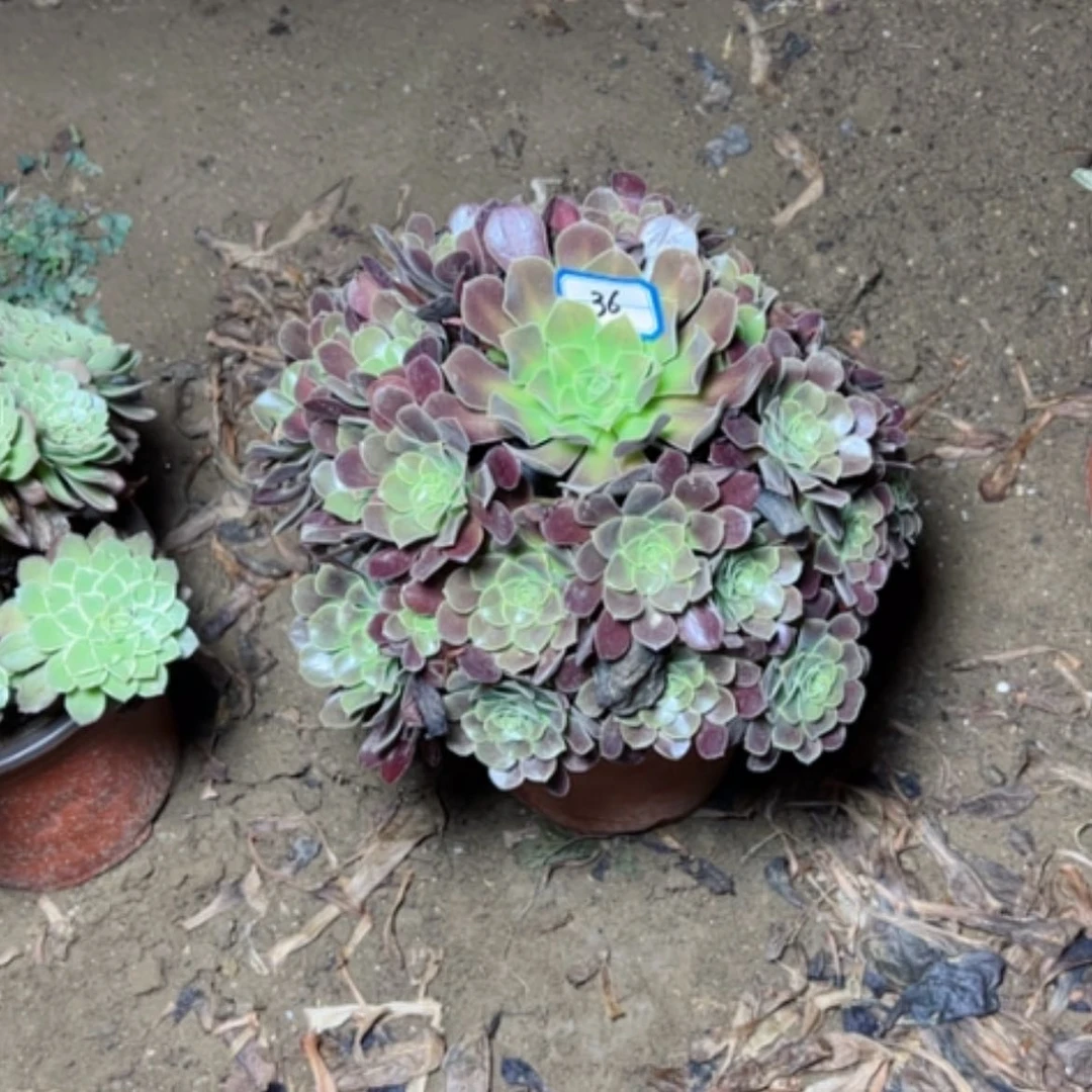 【闪购商品】满江红36