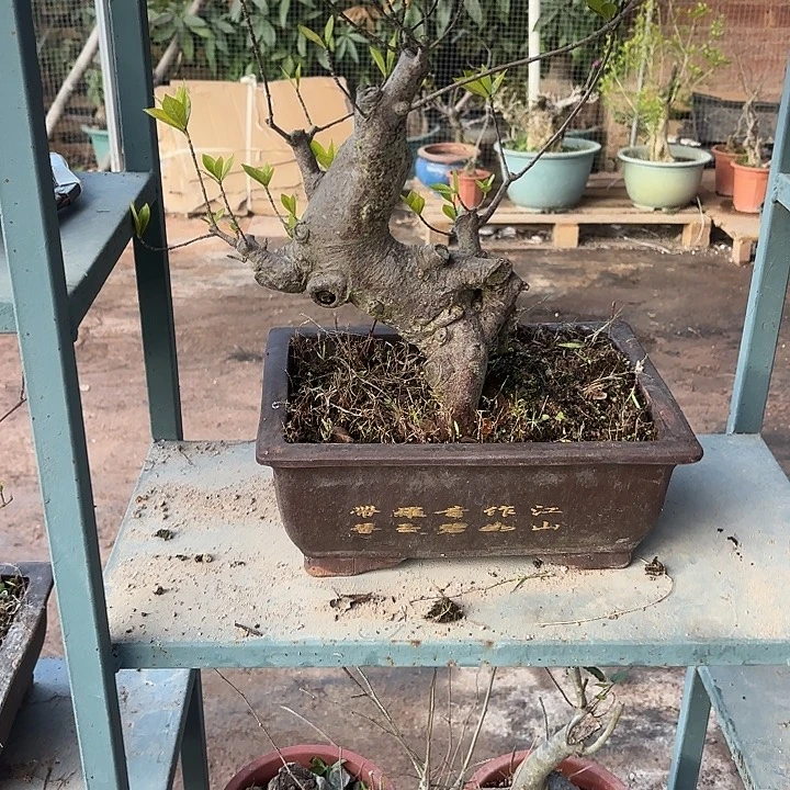 白***花无花朵哈哈哈哈哈