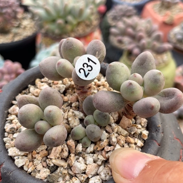 桃花奶酪多肉植物