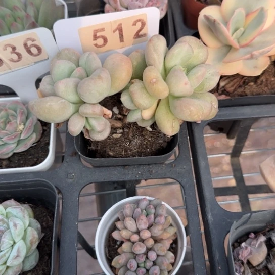 512比尔盖茨一物一拍多肉
