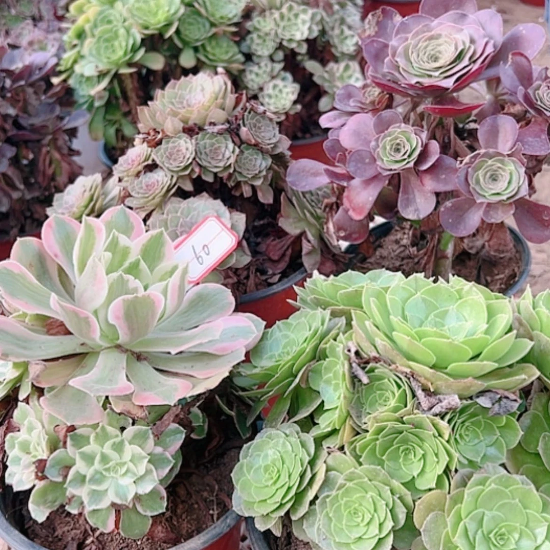 【闪购商品】无花朵时****ว60号套餐4颗断枝不包