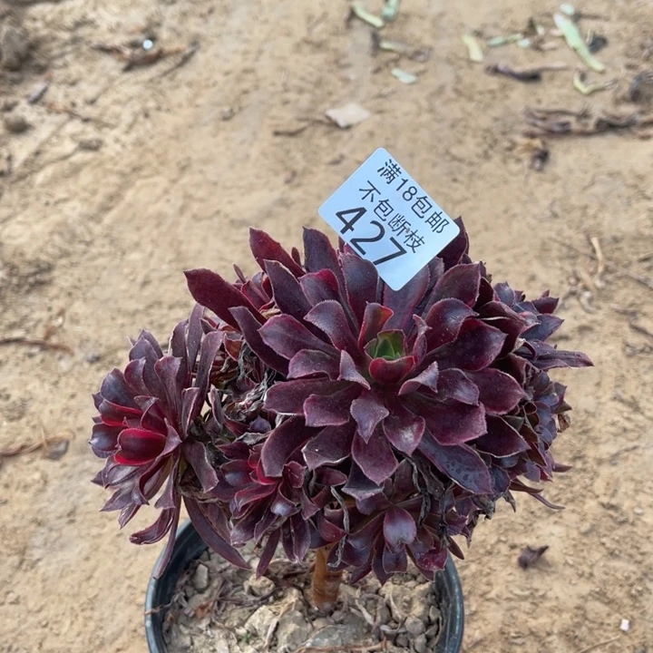 427蒙娜丽莎小手捧2