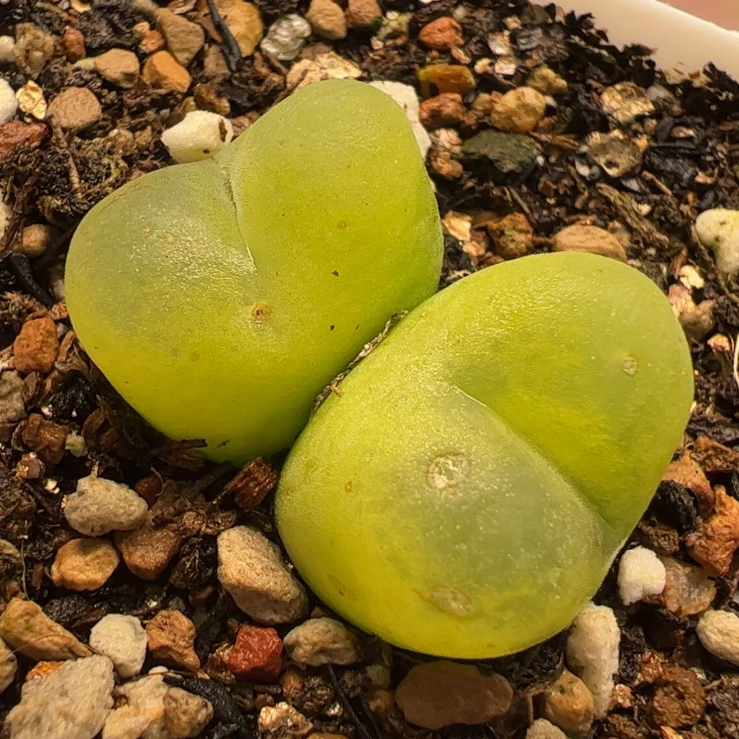 115多肉植物百科