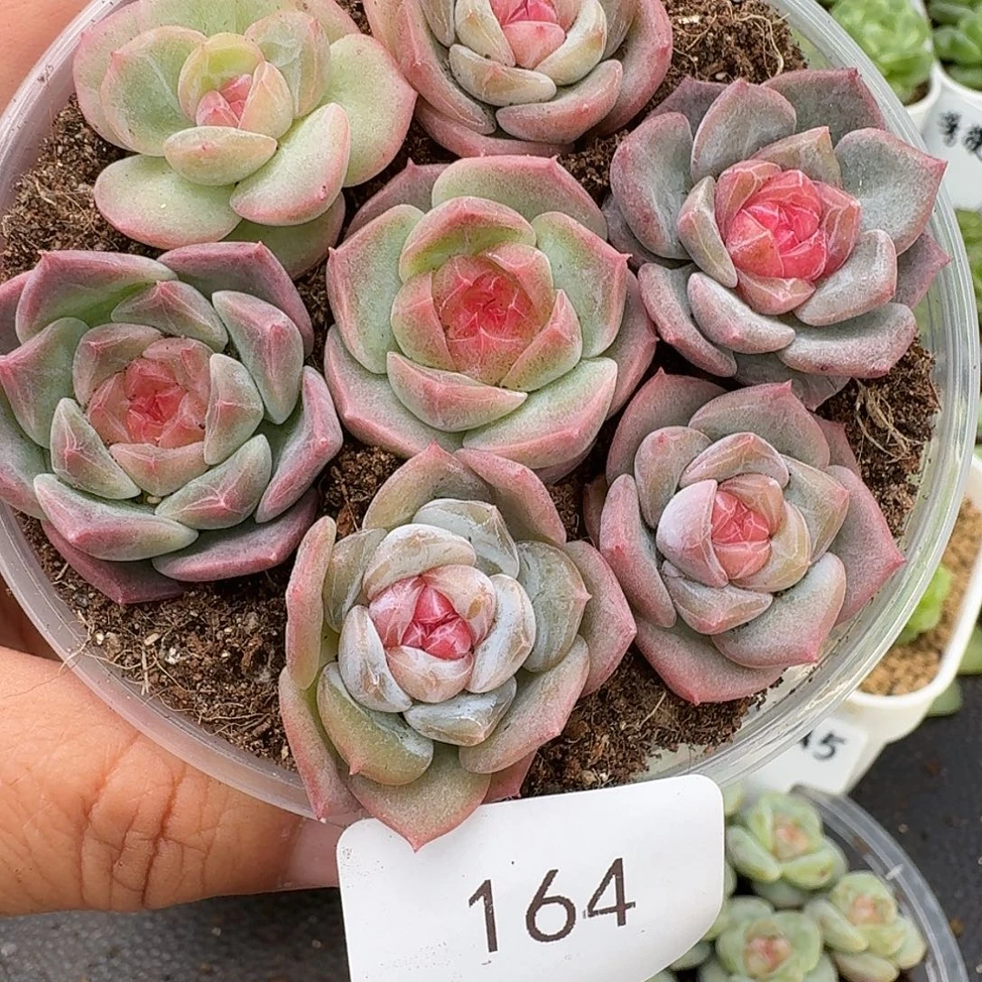 一物一拍一物一拍916-164