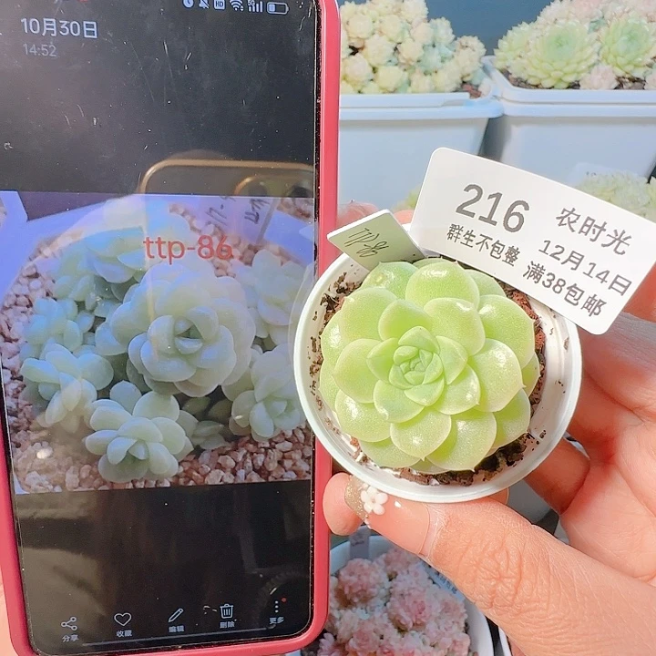 1214-216ttp-86麦杆