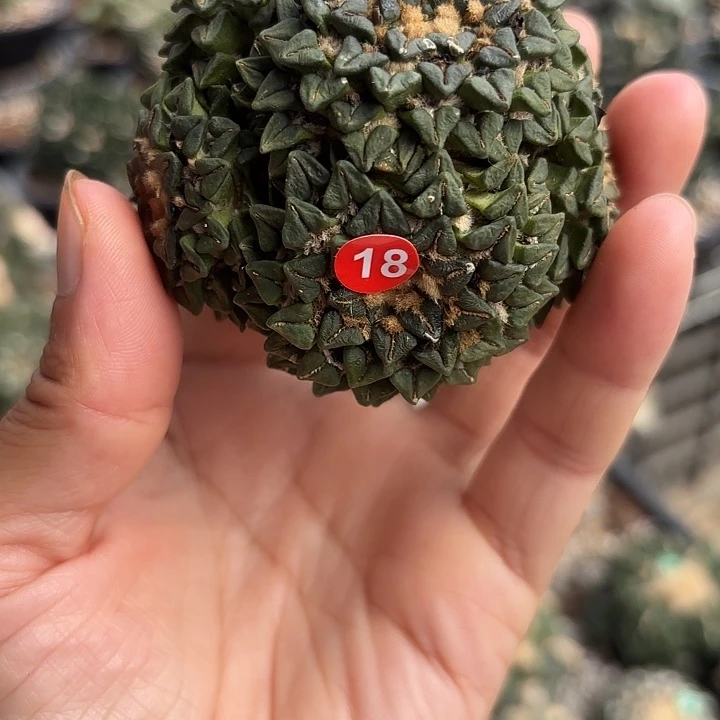 袖蒲苗接落地仙人球18
