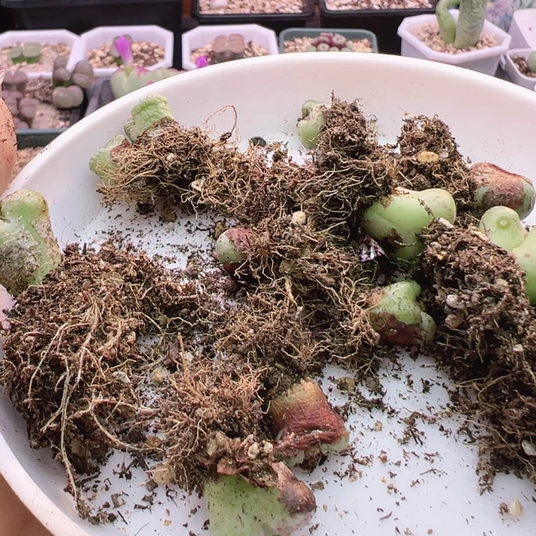 白***水特特特特特特特特特