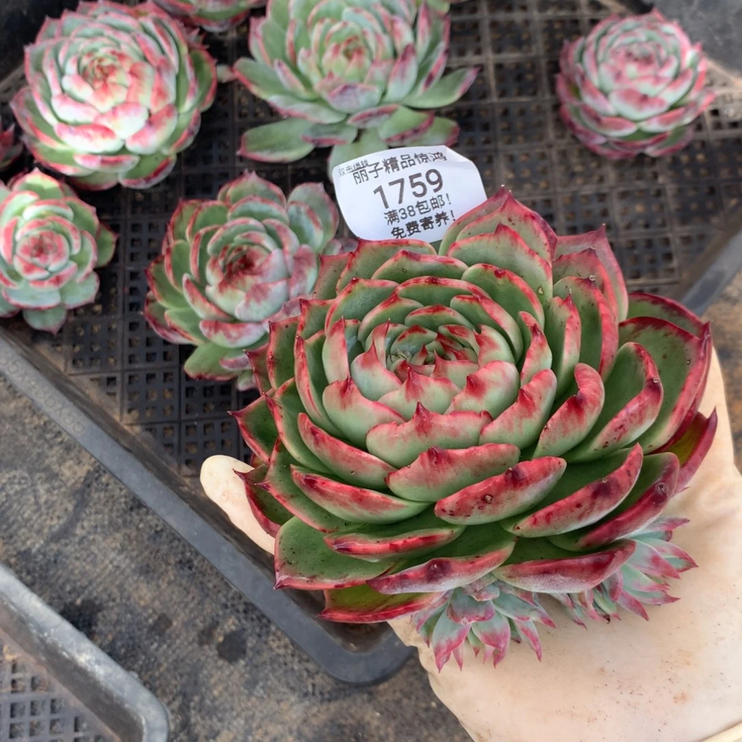 1759号多肉植物惊鸿13厘米，带4个仔