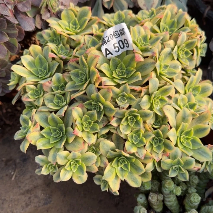 满20包邮509星爆叶子黑斑正常现象