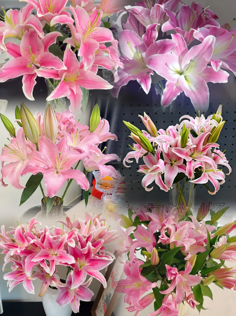 粉色系列香水百合【三单升级顺丰】云南基地直发