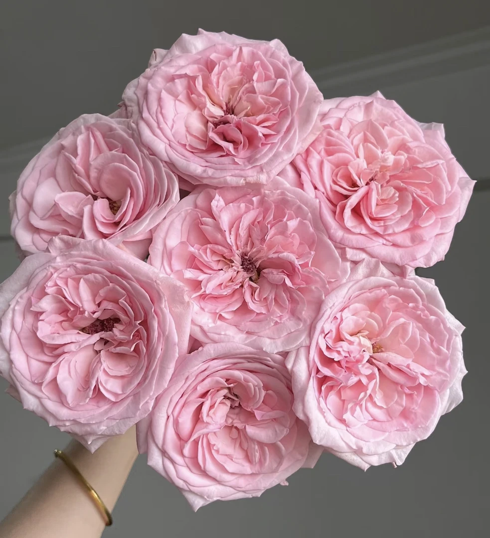 「曼曼」粉荔枝15只➕5只防损  鲜花任意满两单包邮拒收不售后