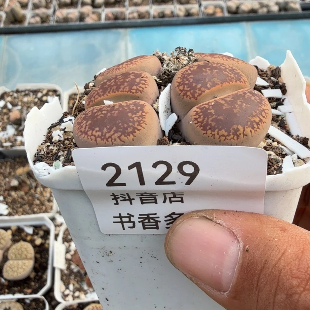 花****多肉。