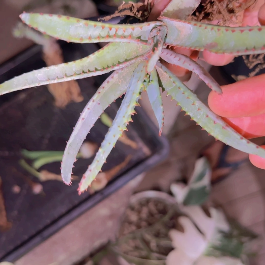 ?*猪块根植物块根植物块根