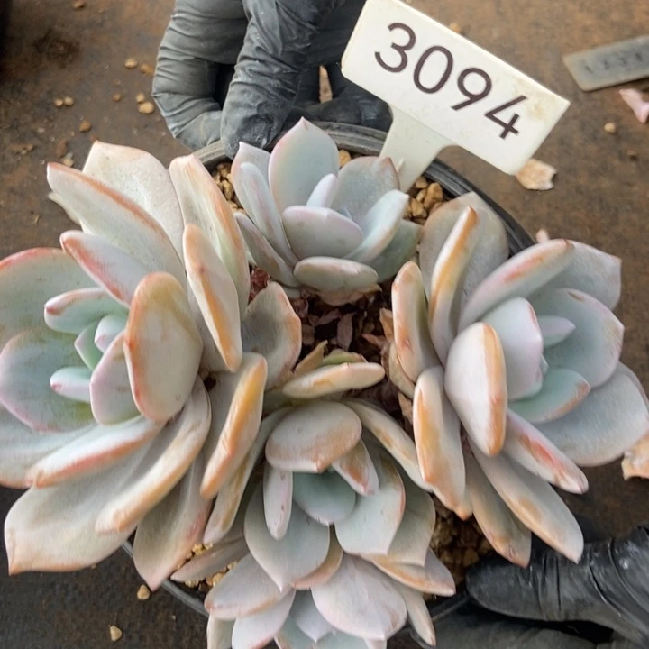 3094。    奶茶五头