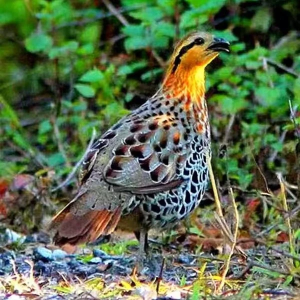 腊山鸡5个宁乡八哥正宗湖南本地农家 米糠谷壳熏制