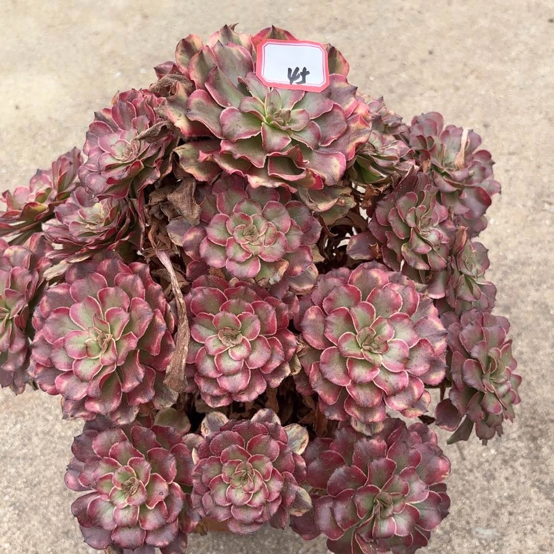 全部花朵45奥代理多肉植物