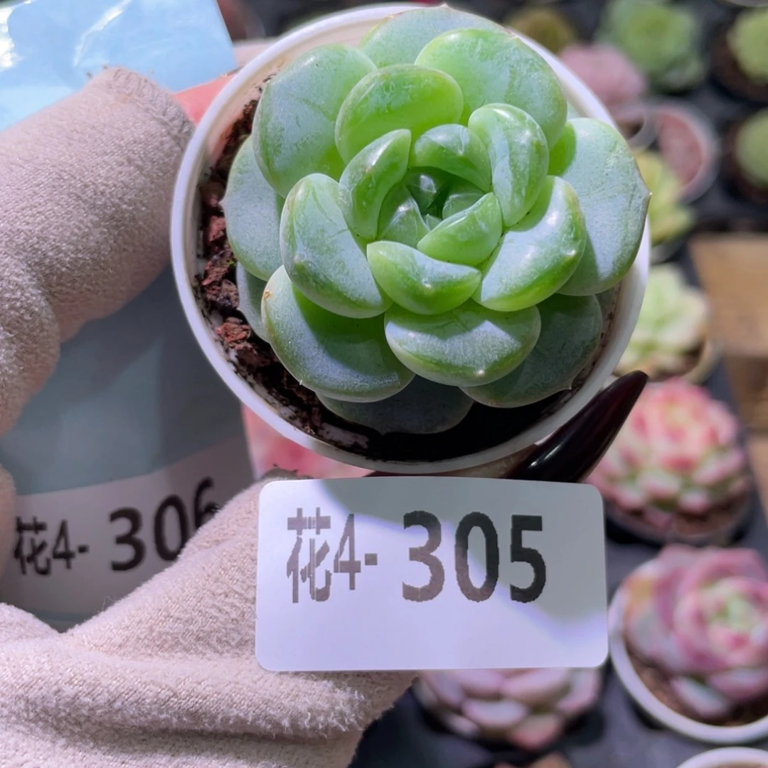 花利美 4-305新品珍妮