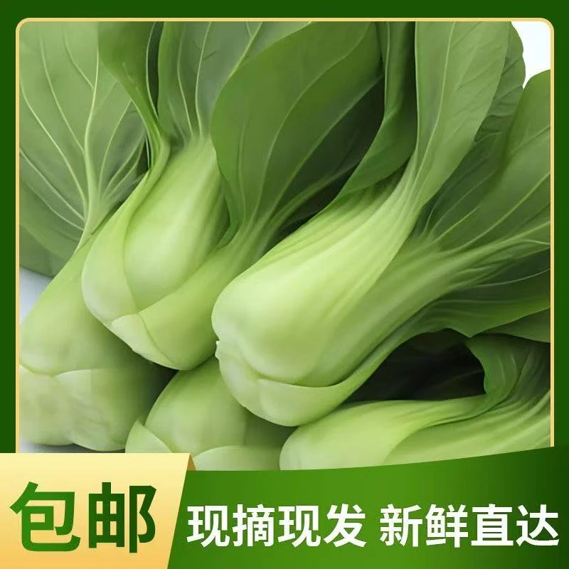 新鲜农家自种油菜上海青小油菜现拔现发