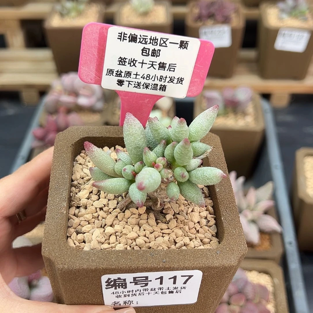 117大红嘴多肉植物