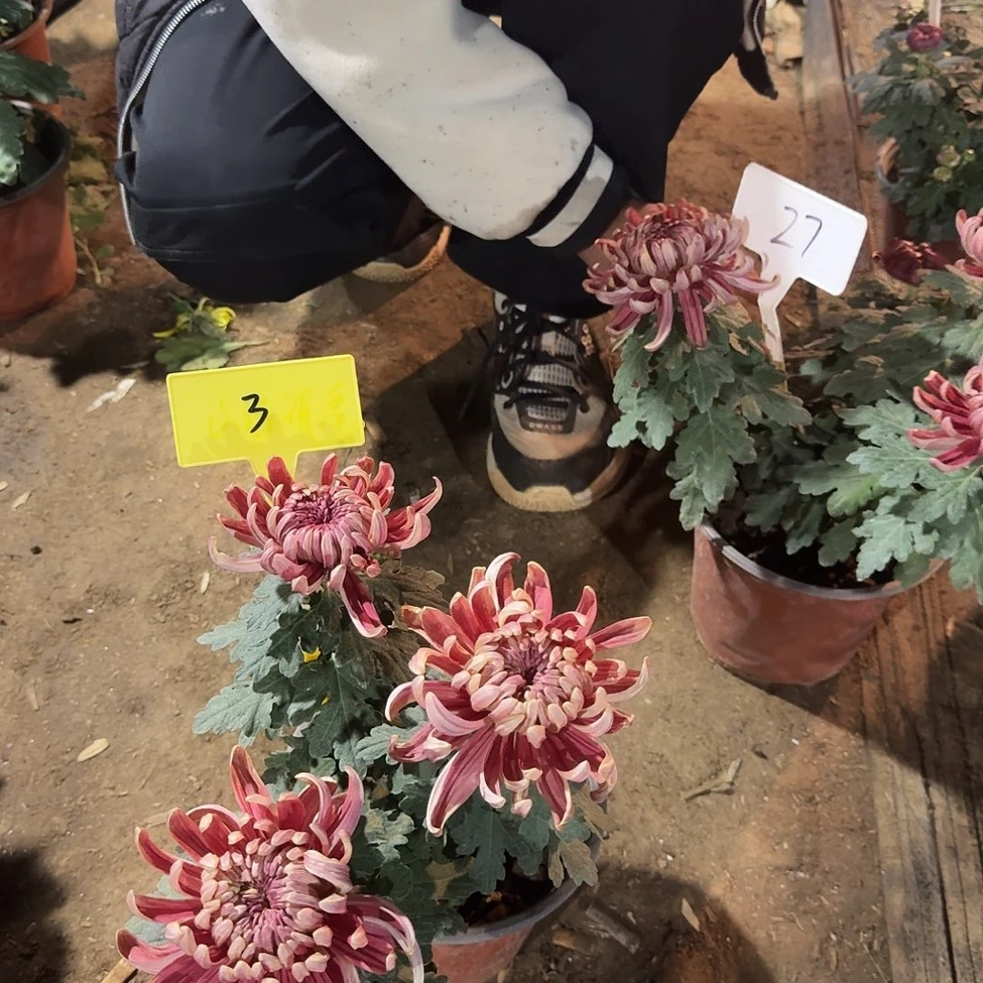 大部分花苞少量开放3