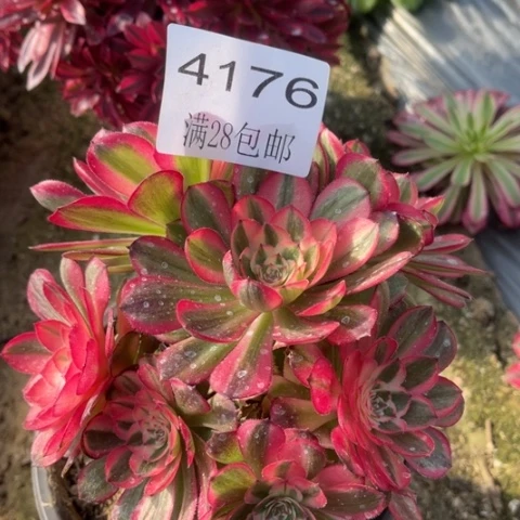 倾城多肉多肉4176