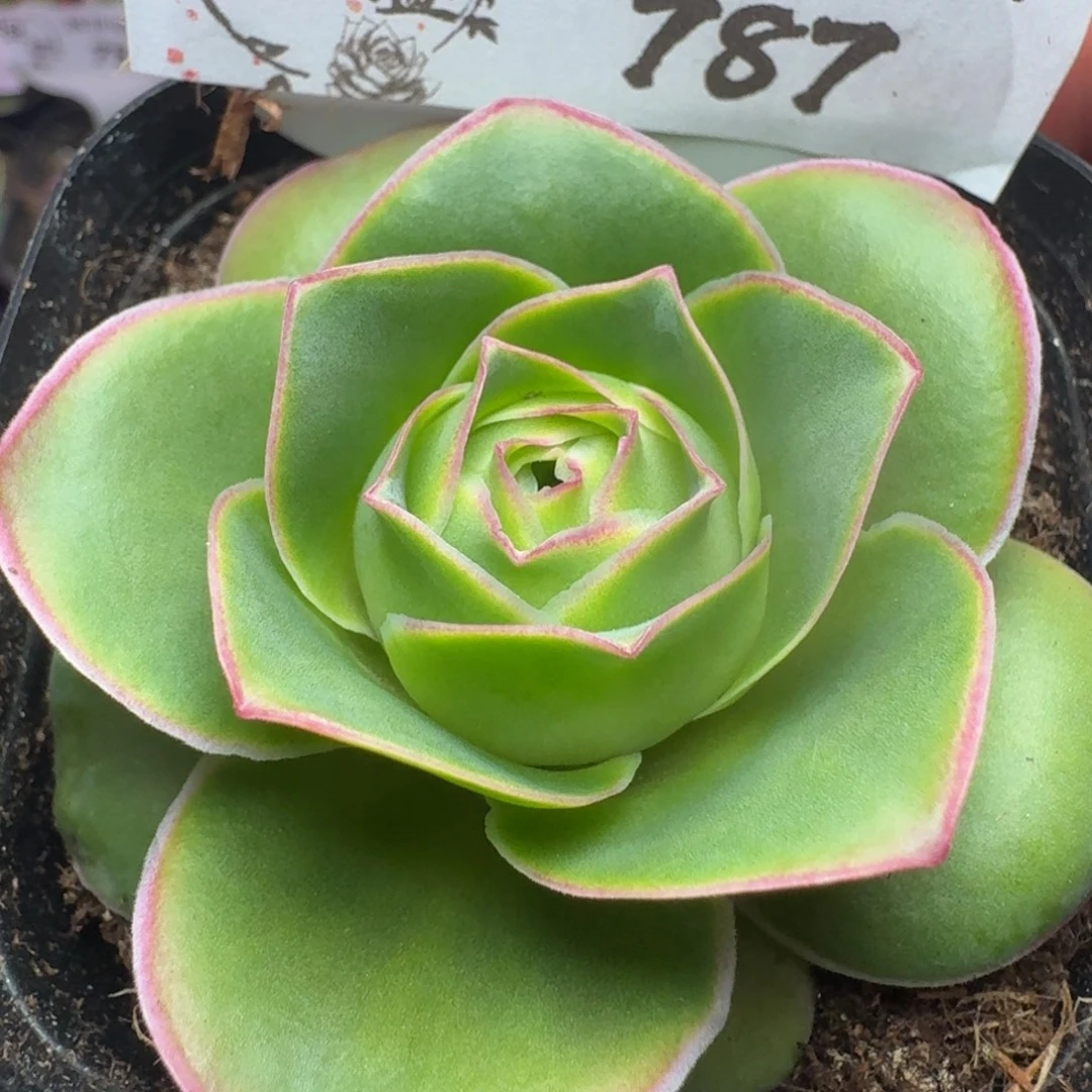 楹楹-787冠幅  5cm