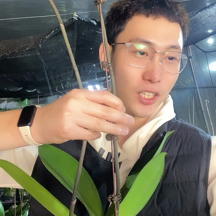 无花朵金玉满堂蝴蝶兰