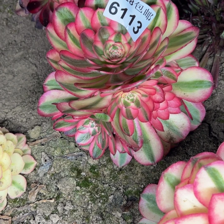 6113南荔枝多肉植物